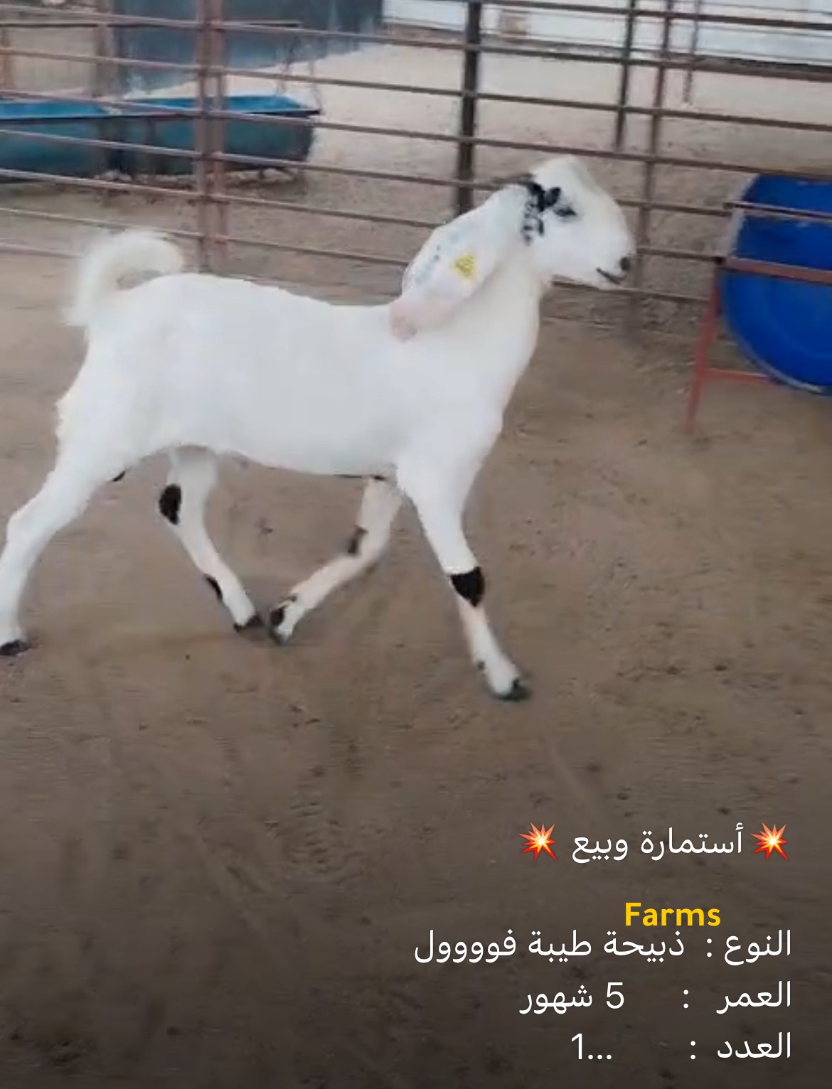 ذبيحه تيس باكستاني