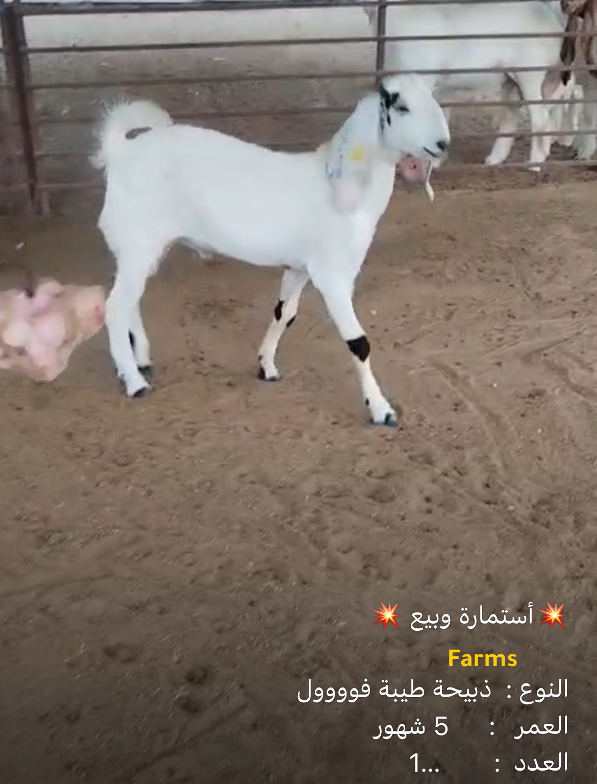 ذبيحه تيس باكستاني