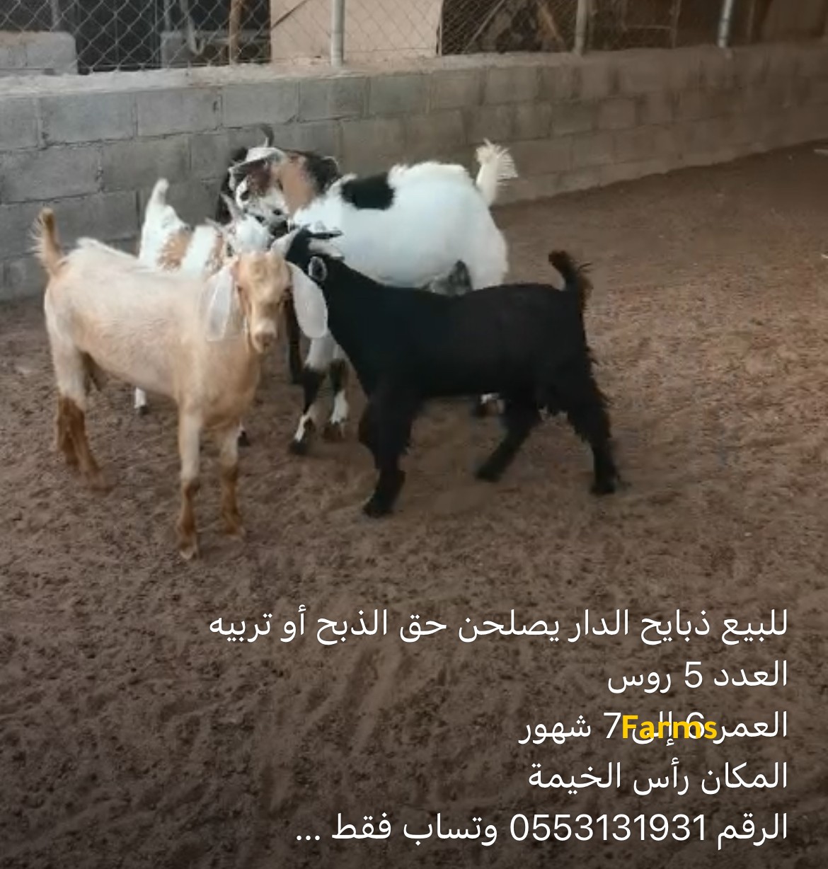 ذبايح الدار