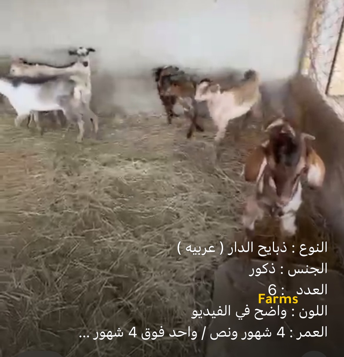 ذبايح تيوس الدار
