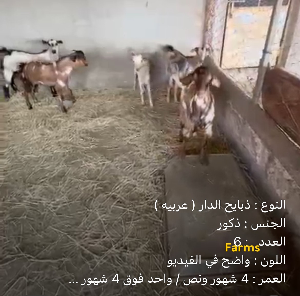 ذبايح تيوس الدار