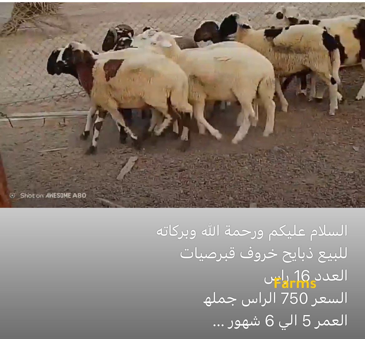 ذبايح خرفان قبرصيه