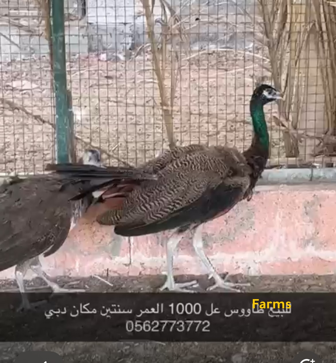 زوج طاووس