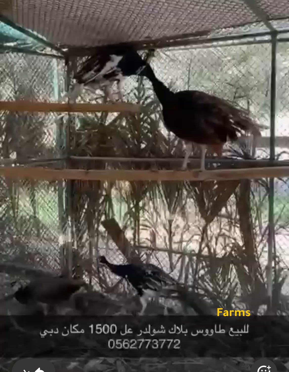 طقم طاووس بلاك شولدر