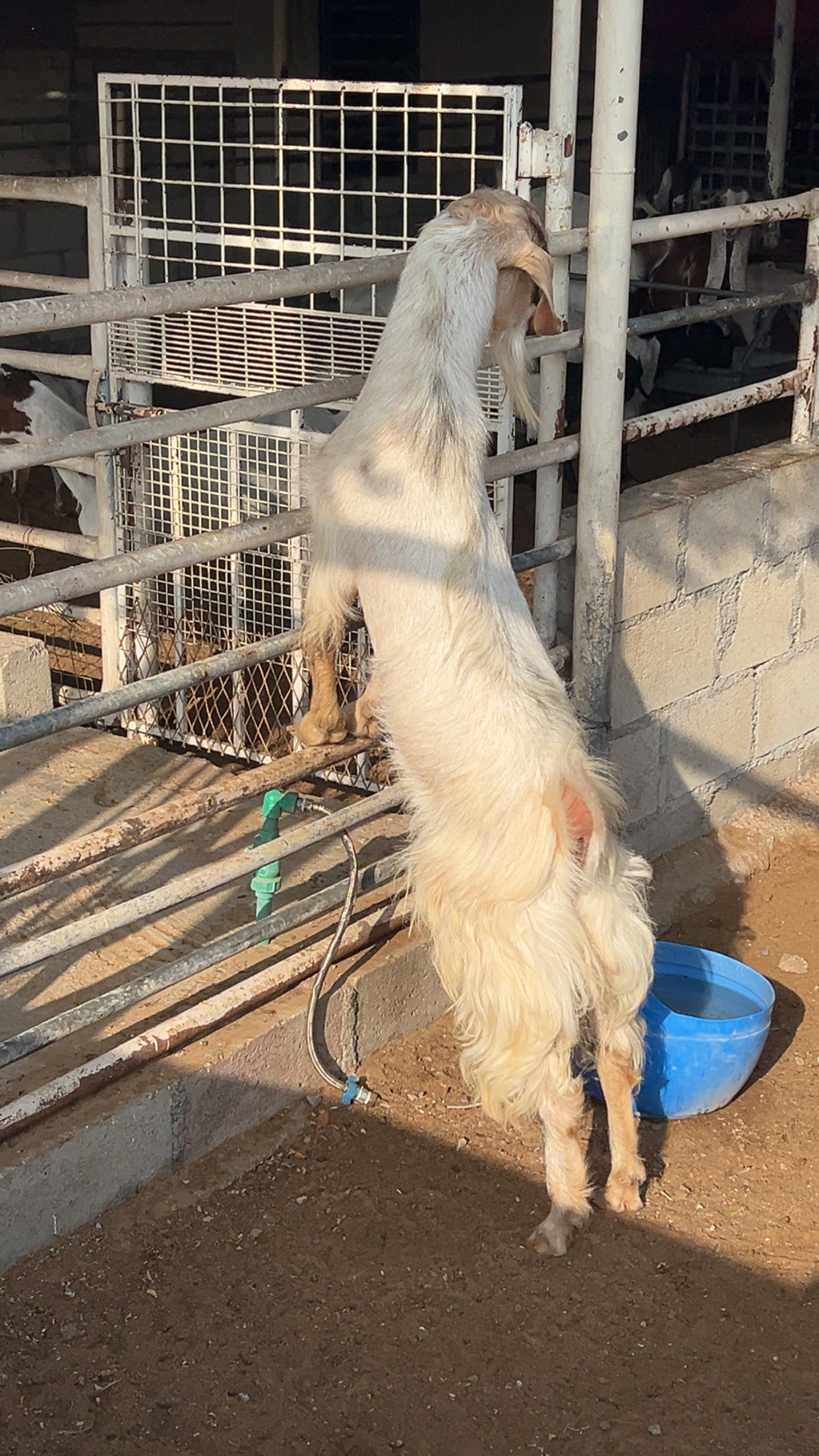 فحل تيس حار للانتاج
