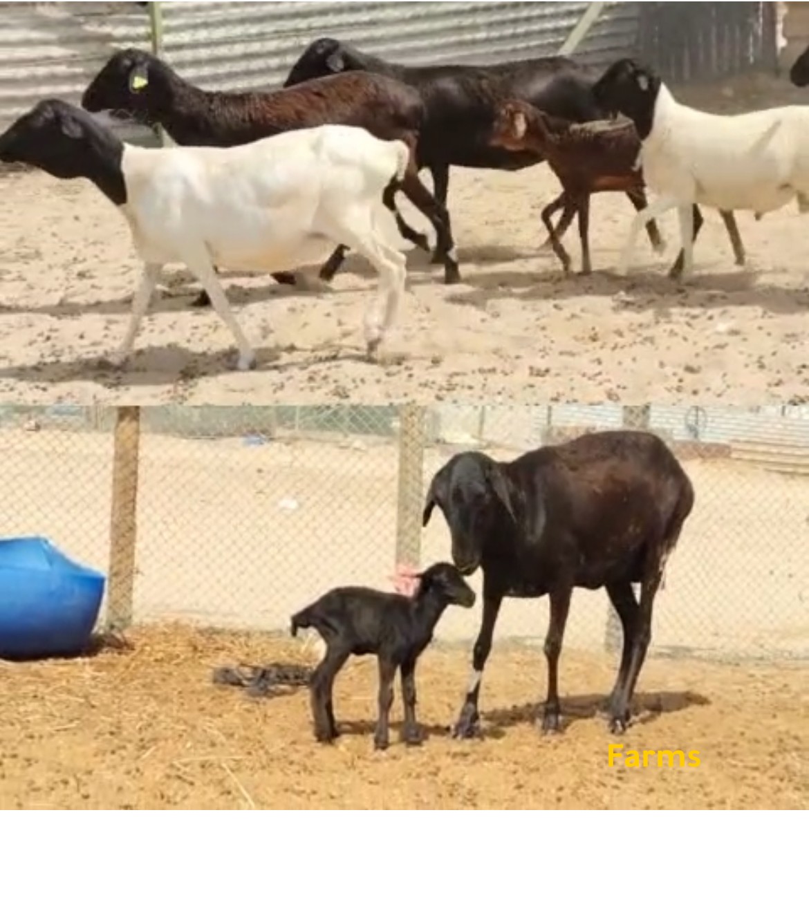 حلال صومالي