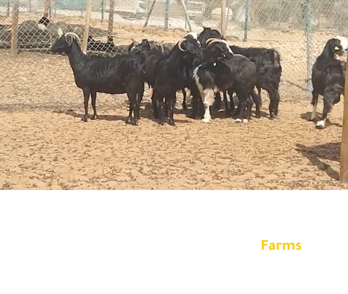 معز الدار