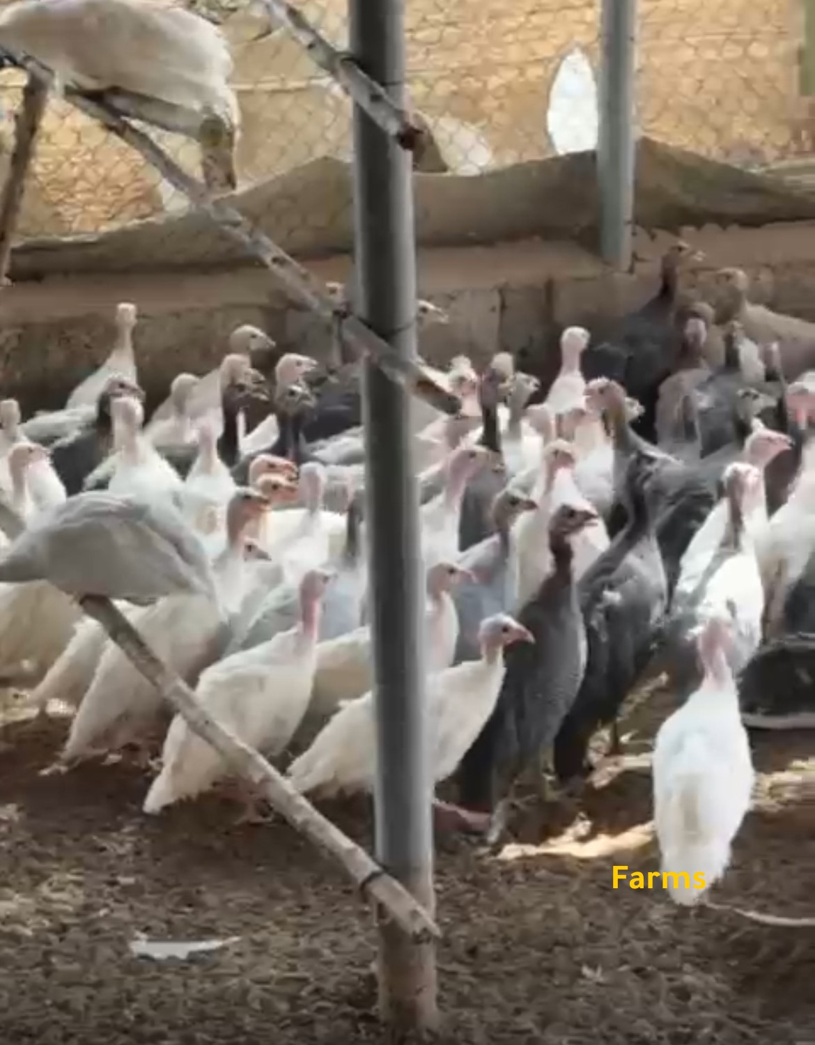 خيبر 4 اشهر