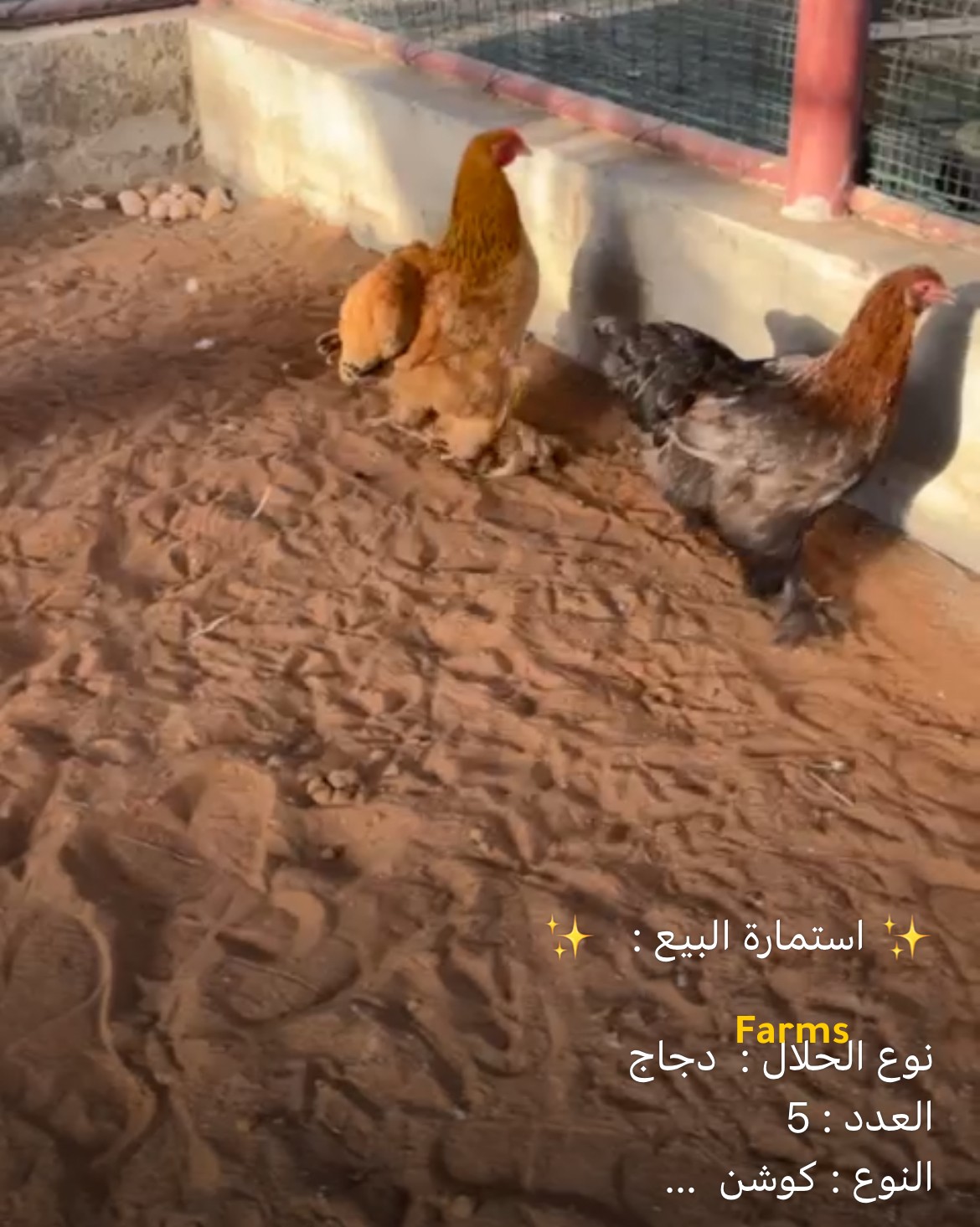 طقم دجاج كوشن ديك و5 دجاج