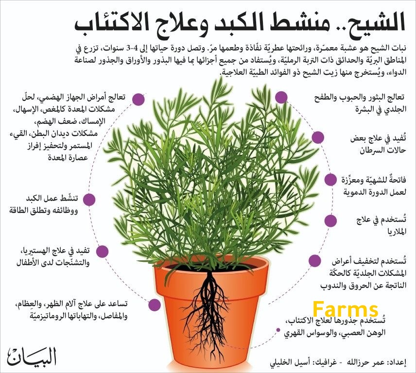 نبات الشيح