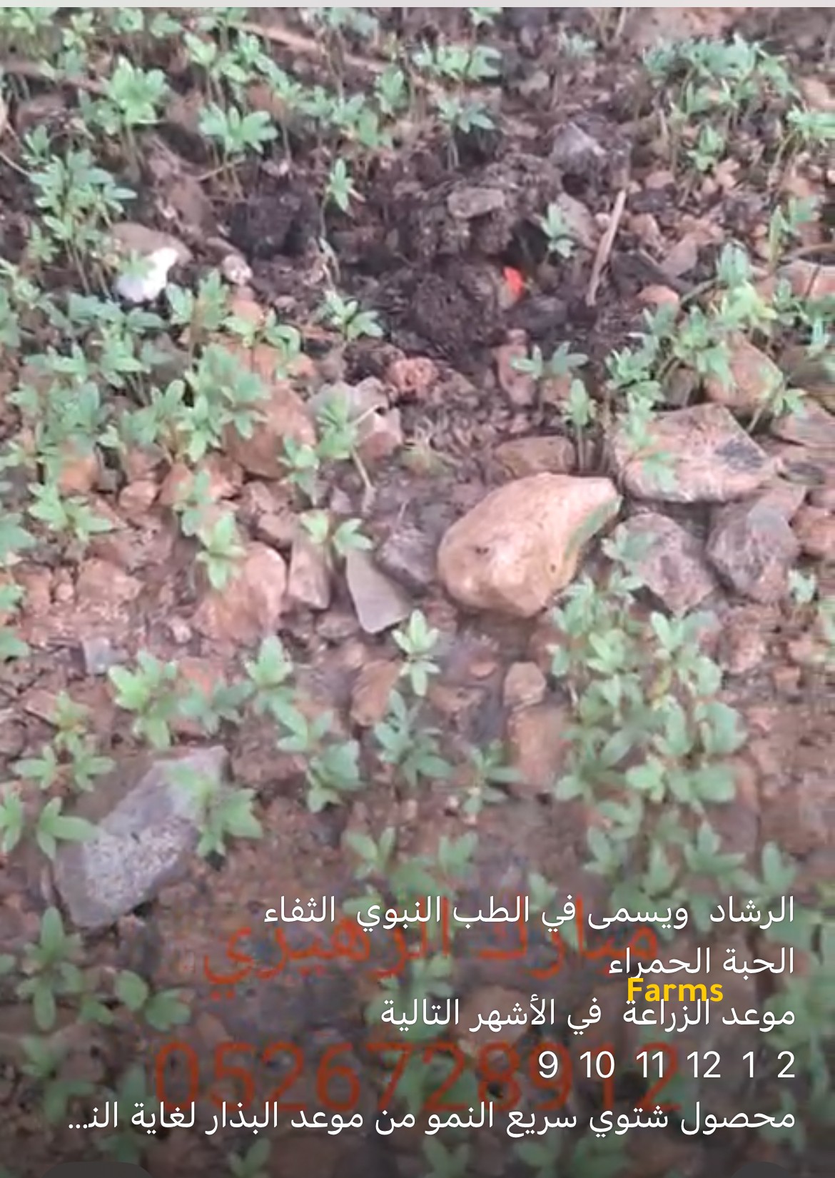 الرشاد او الثفاء
