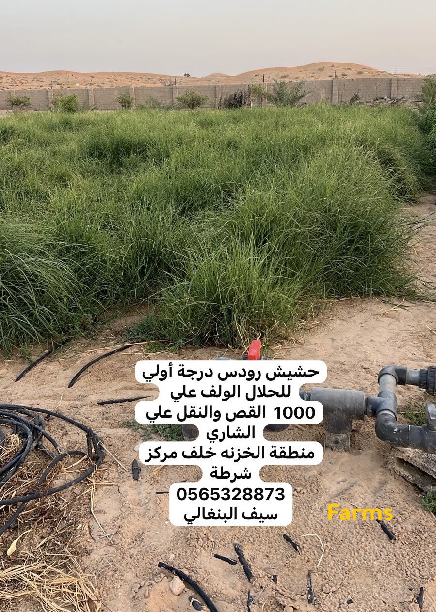 حشيش رودس