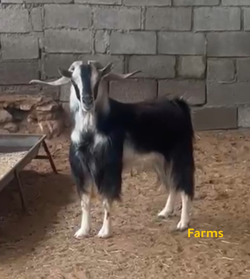 فحل عربي