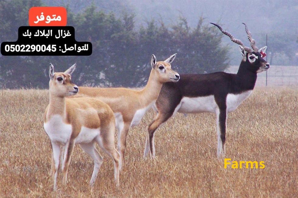 غزال البلاك باك او الظبي الاسود