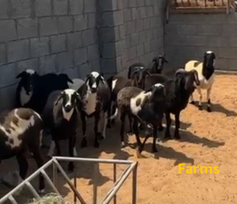 يعد عربيات ومهجنه