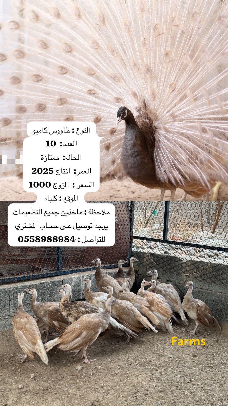 طاووس كامبو