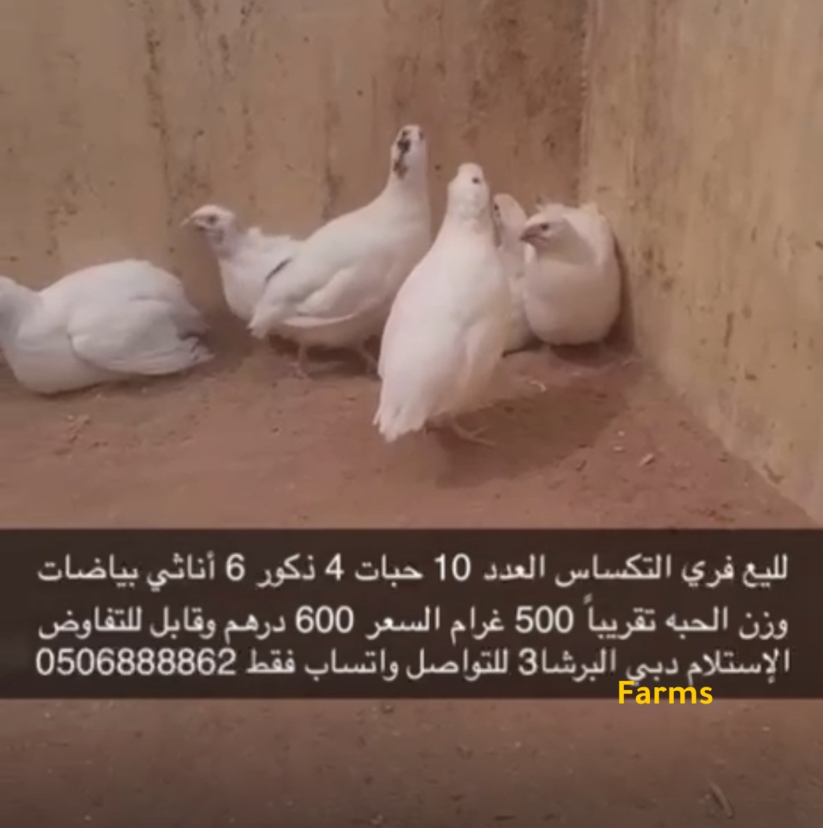 فري تكساس