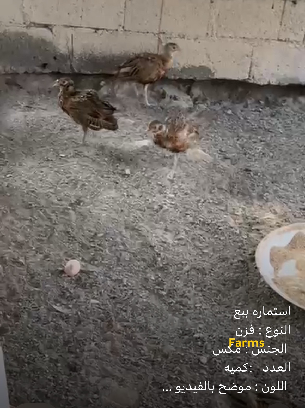 فزن للبيع
