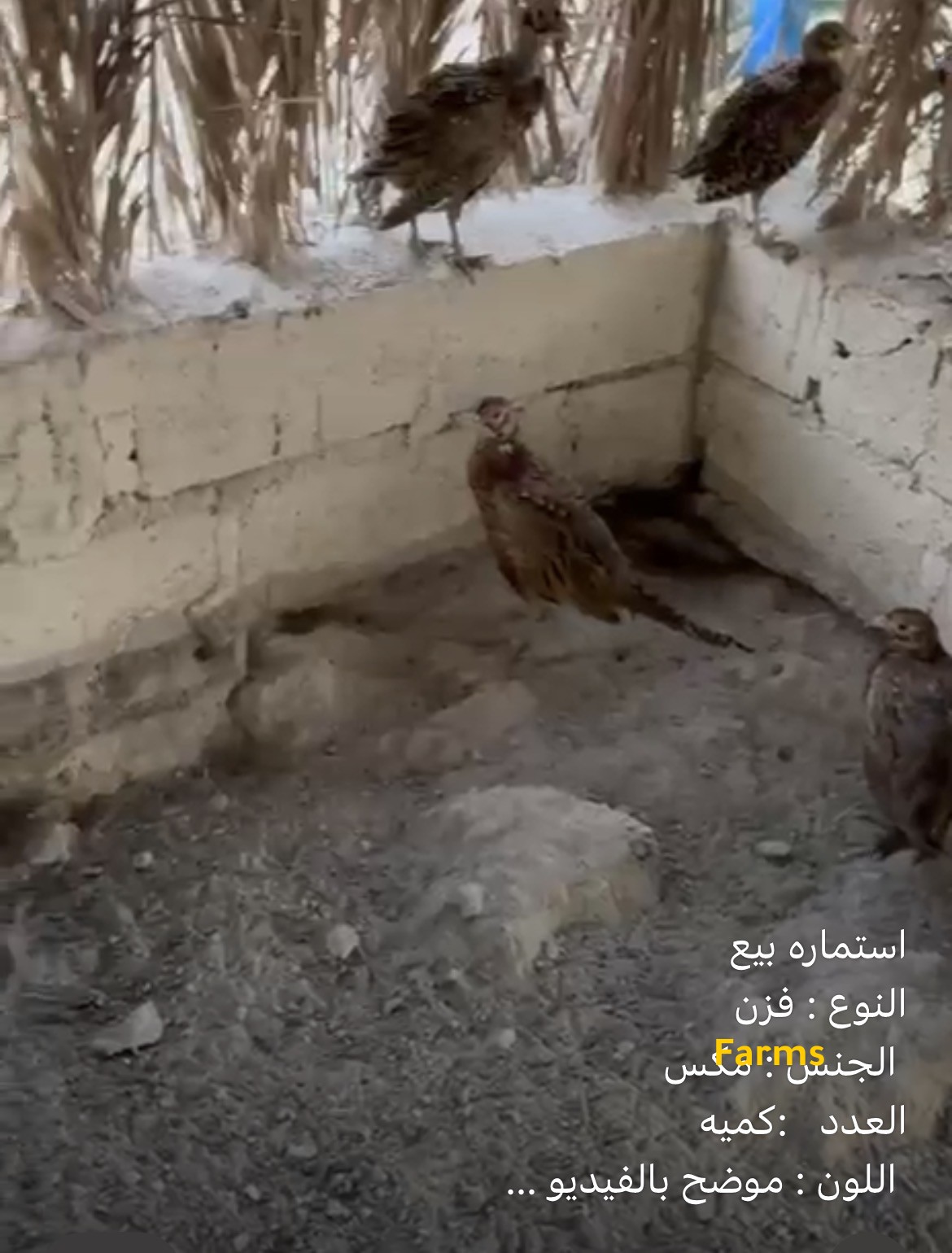 فزن للبيع