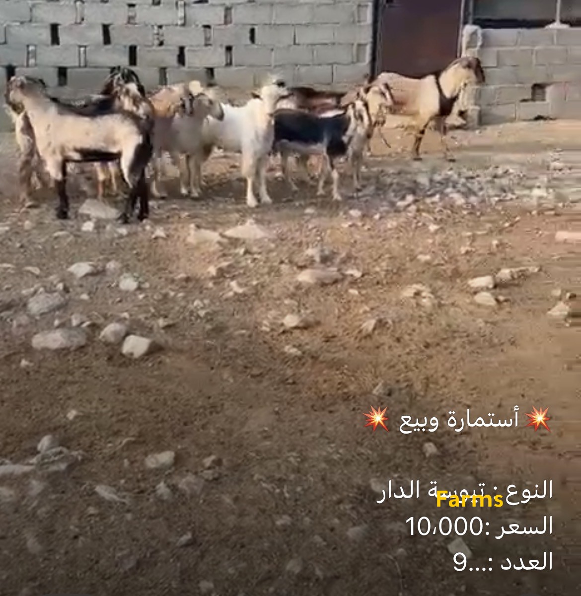 تيوس الدار