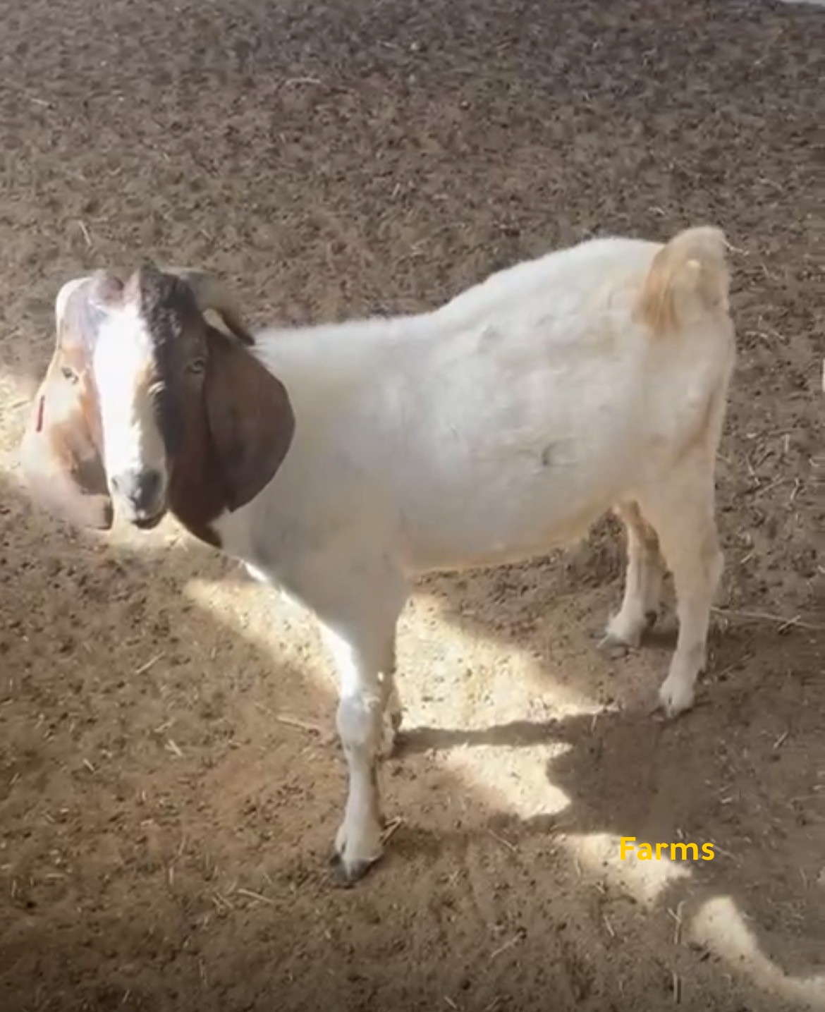 فحل بورقوت