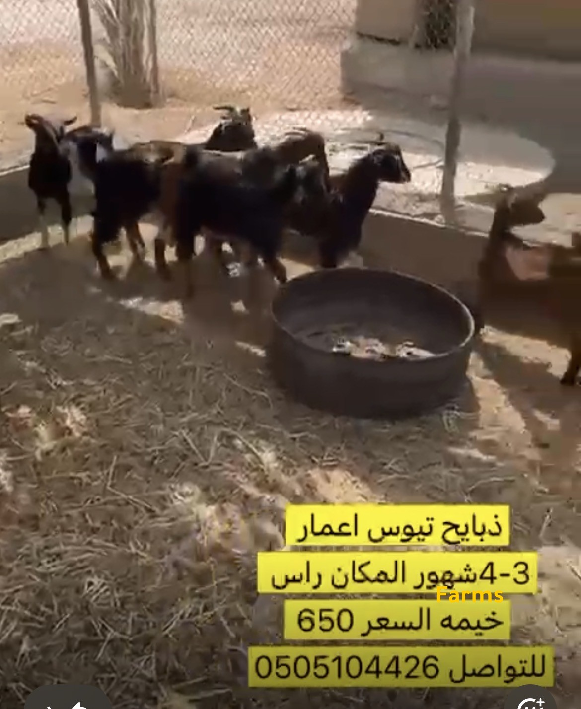 ذبايح تيوس