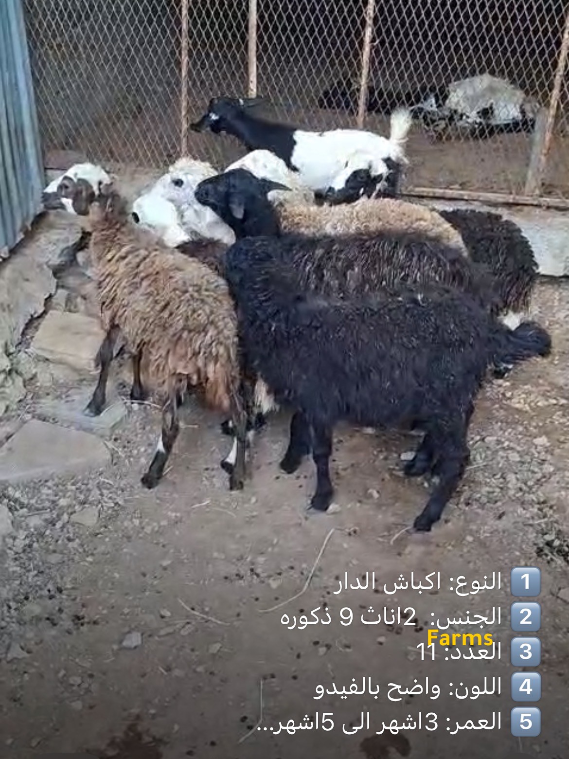 كباشه الدار ذبايح