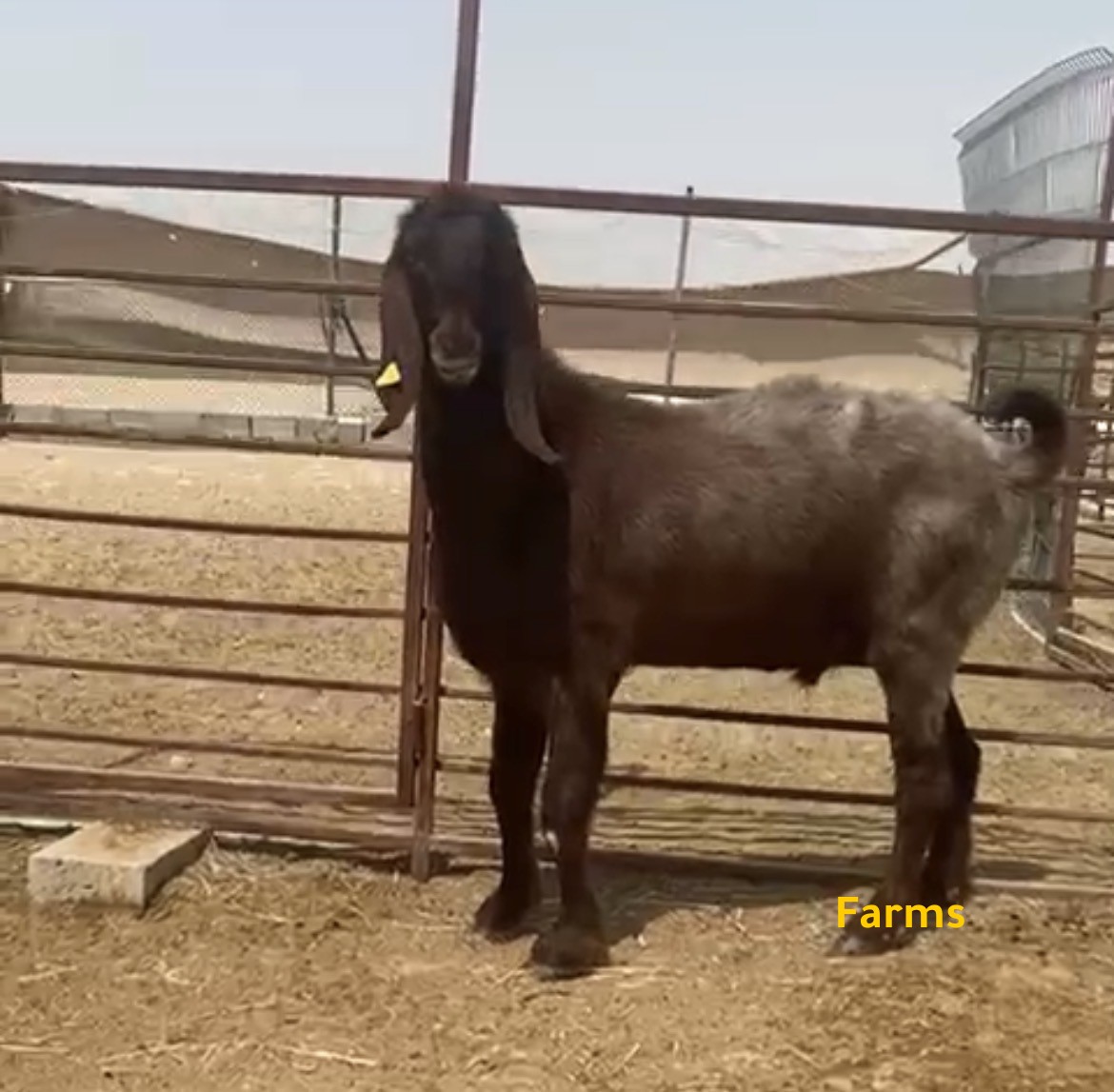 فحل قبرصي