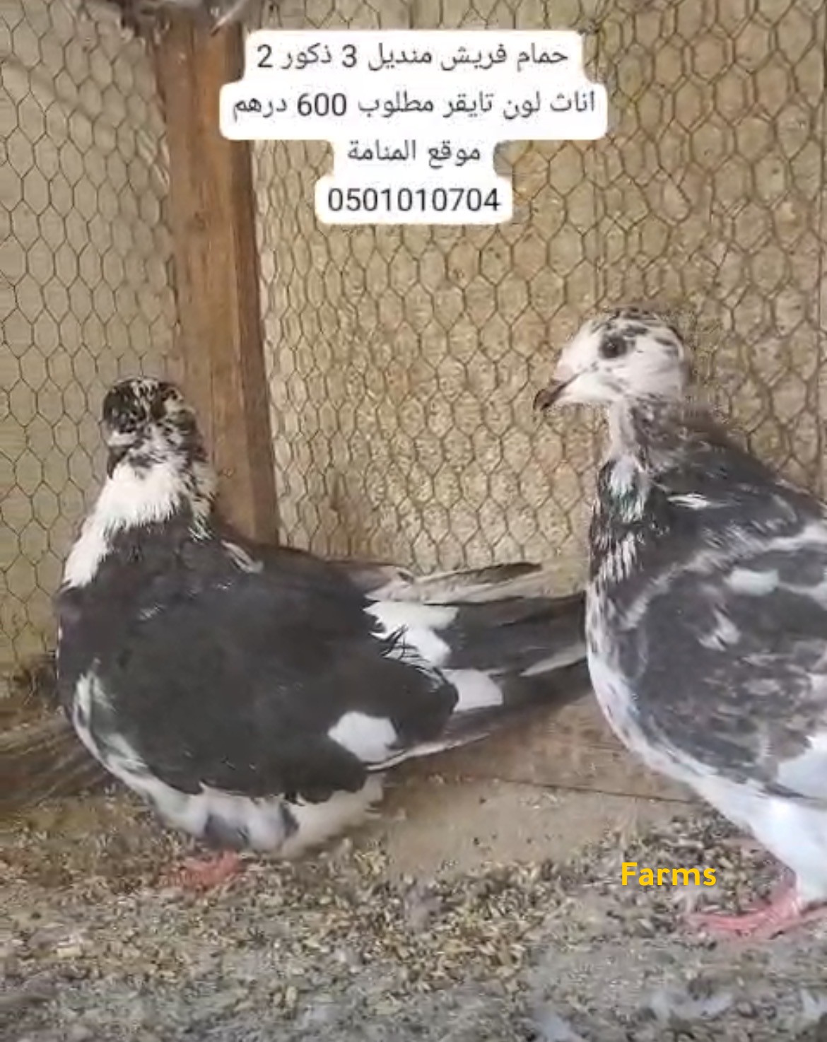 حمام فرش منديل