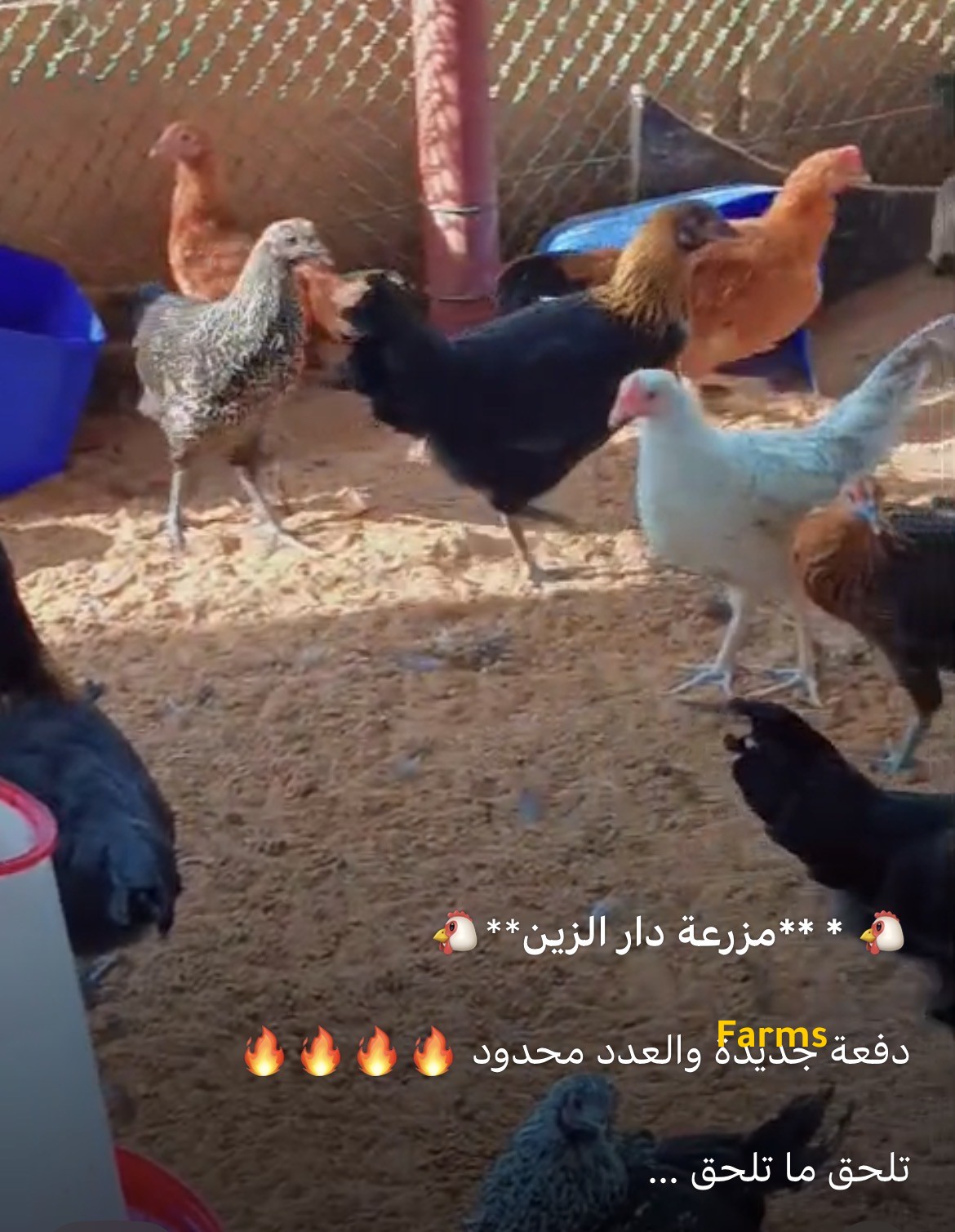 دجاج محلي وفيومي