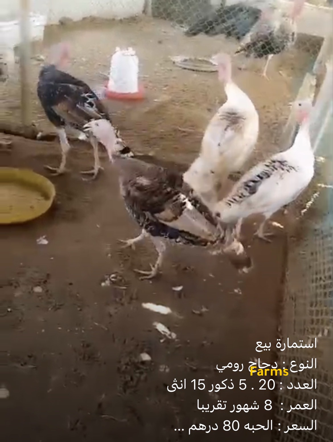 رومي منتج