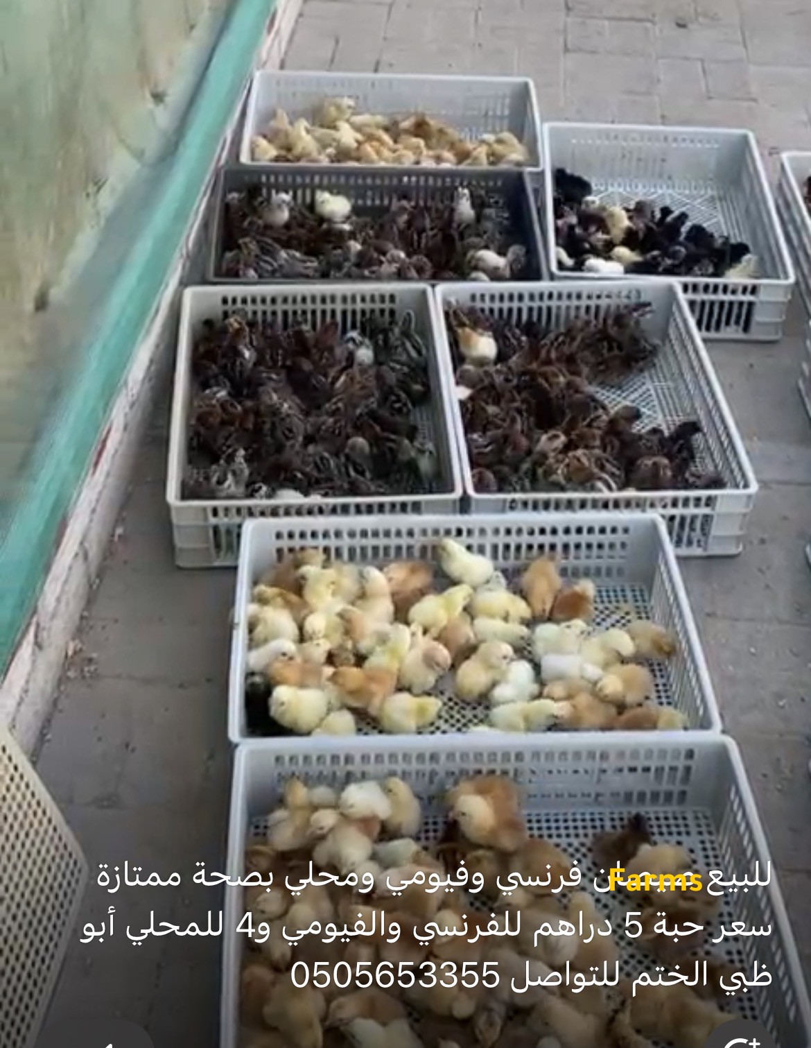 صيصان محلي وفيومي وفرنسي