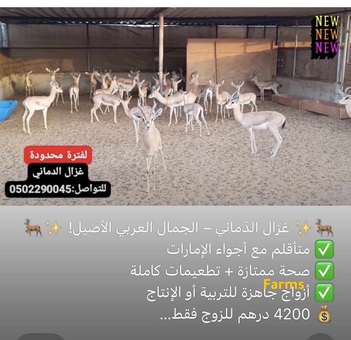 غزال الدماني