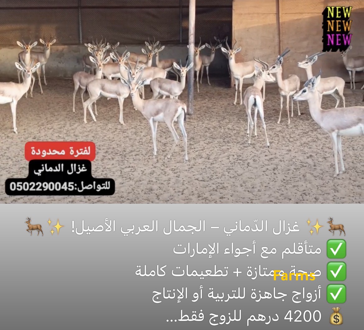 غزال الدماني