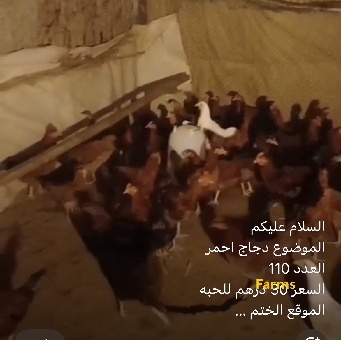 دجاج احمر