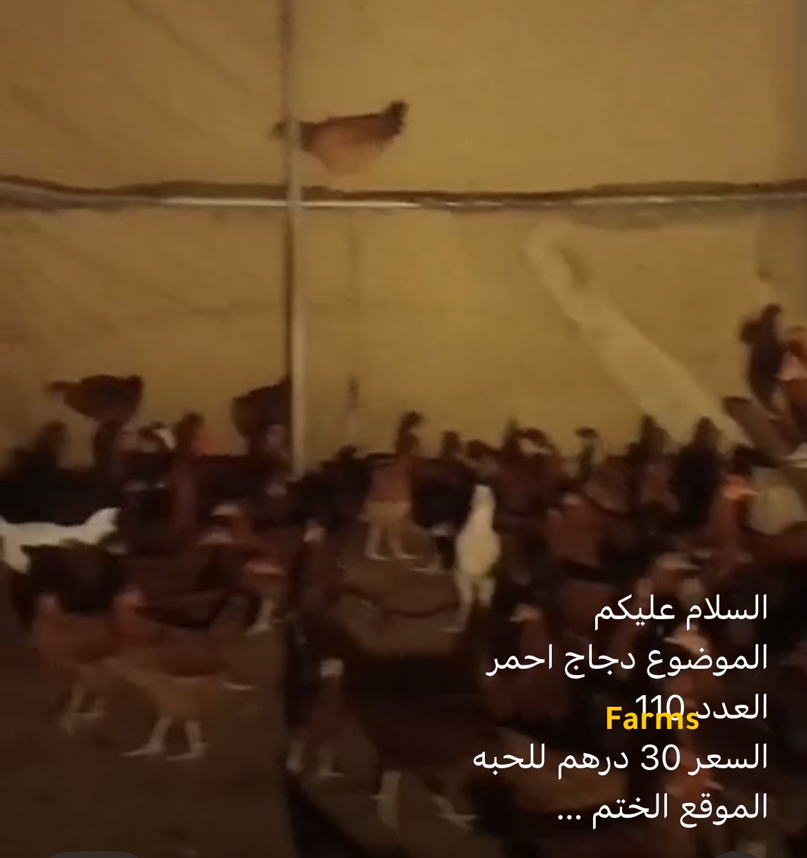 دجاج احمر