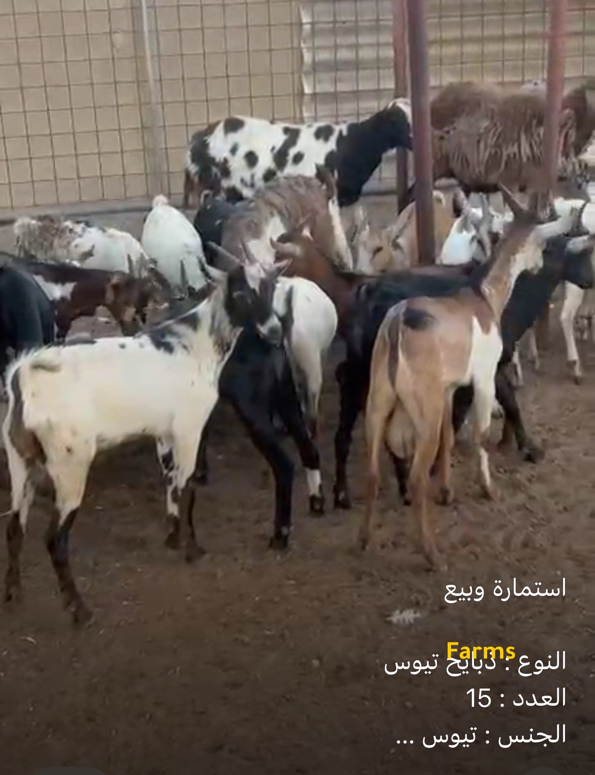 تيوس ذبايح