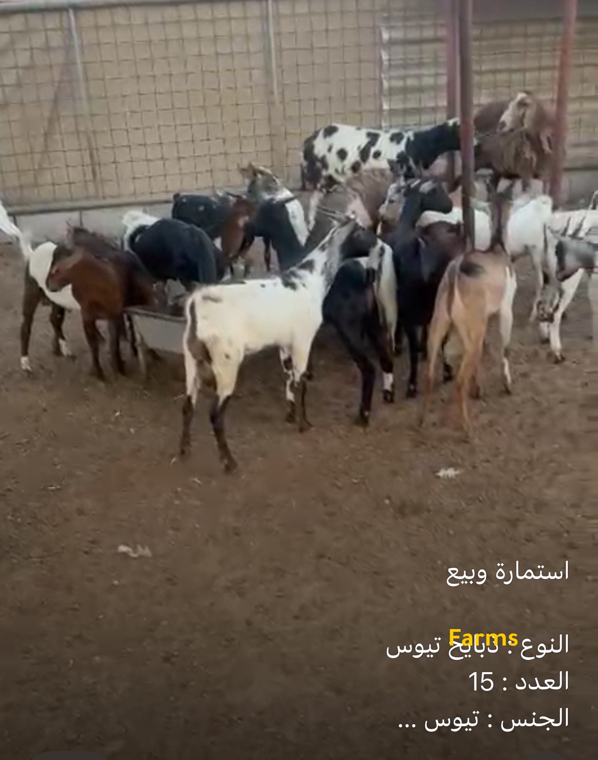 تيوس ذبايح