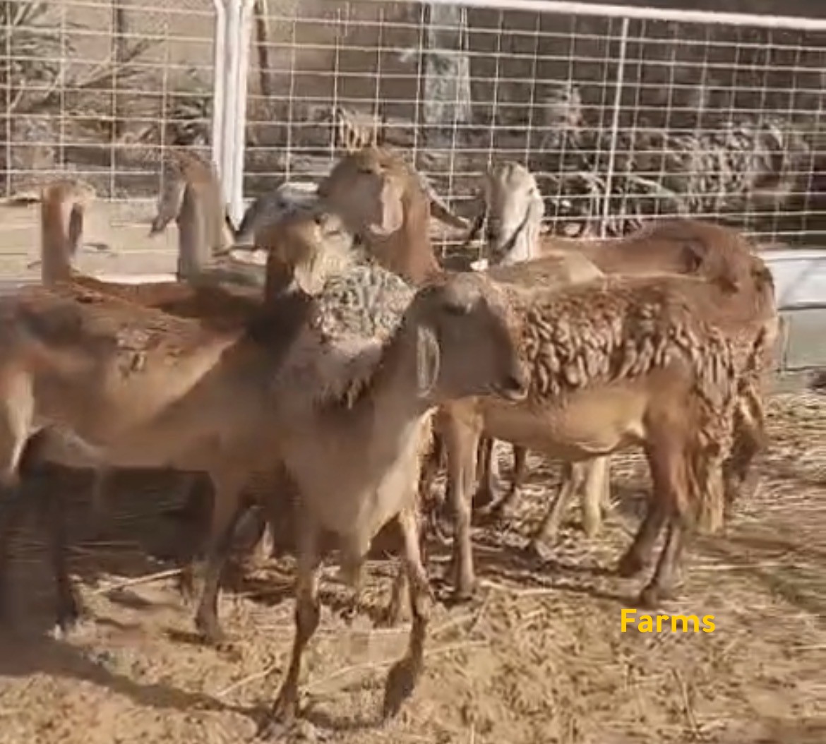 يعد سواكن
