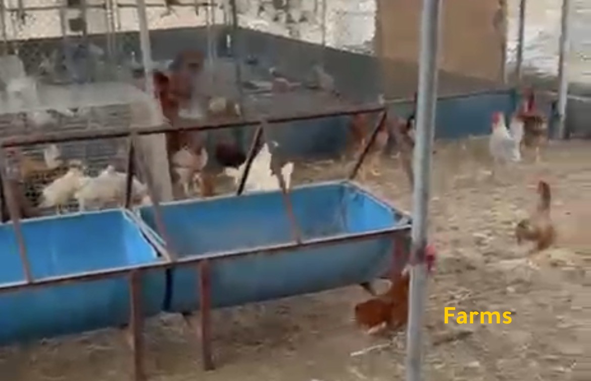 دجاج محلي