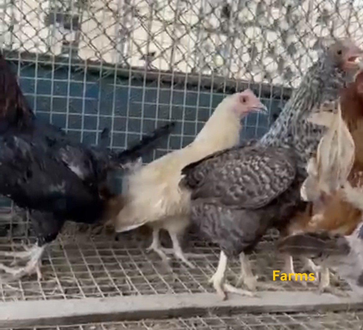 حبحب عماني