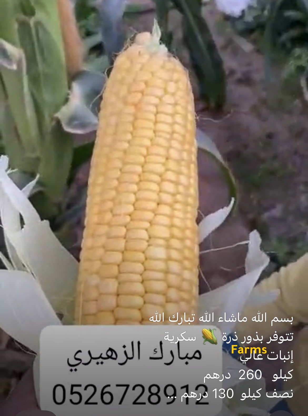 بذور الذره السكريه