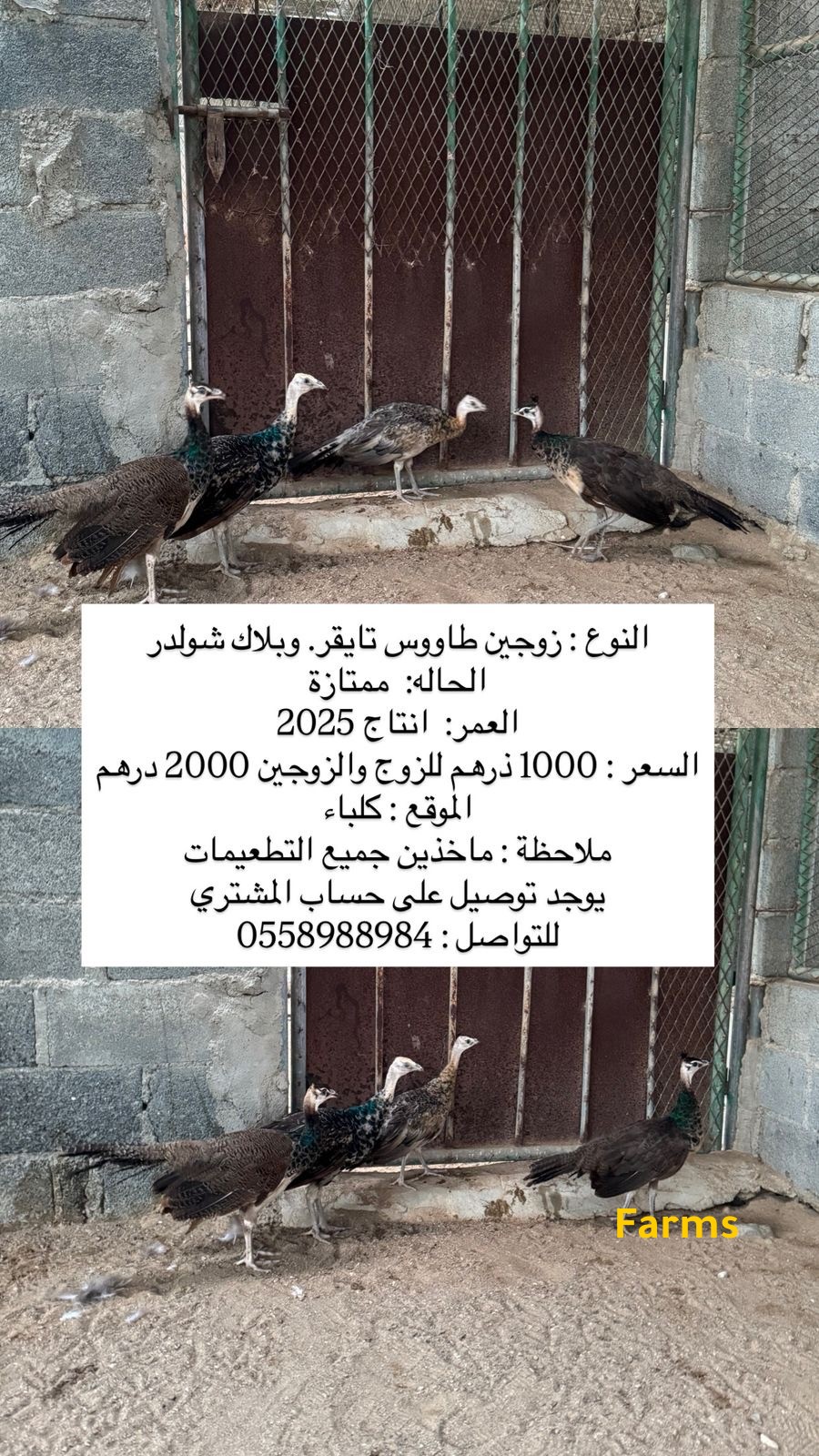 طاووس تايقر وبلاك شولدر