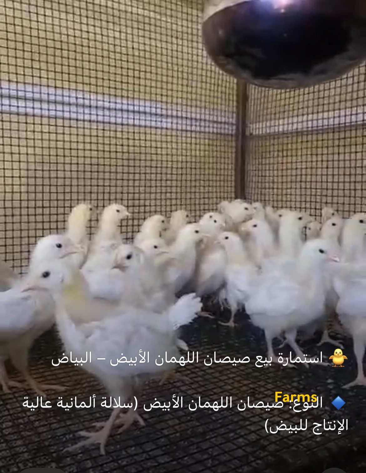 صيصان دجاج اللوهمان