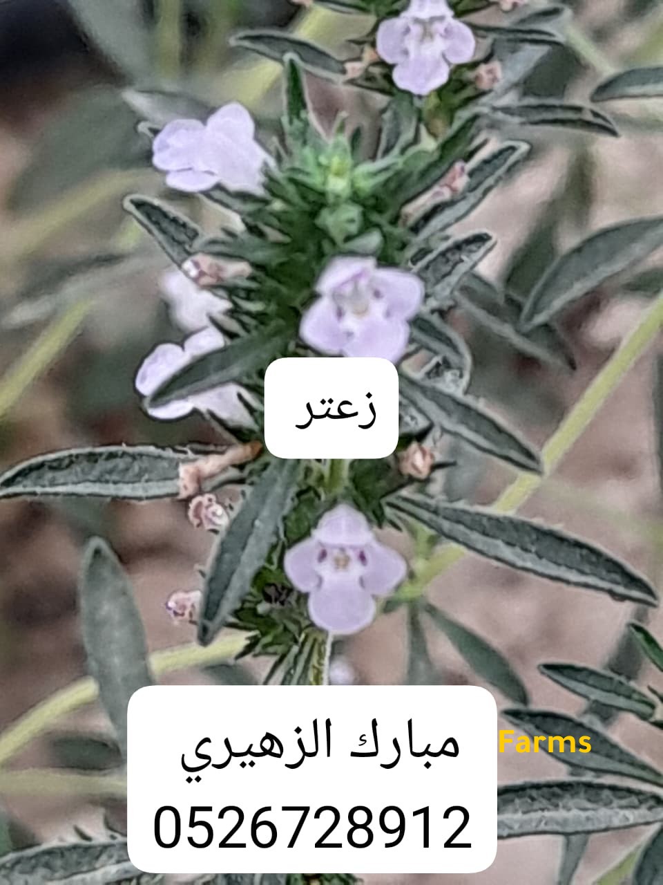 بذور الزعتر