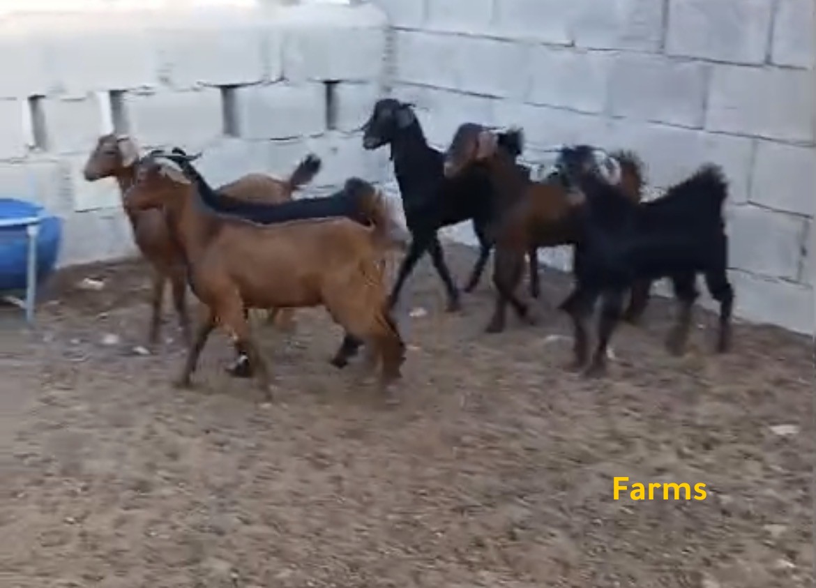 ذبايح الدار