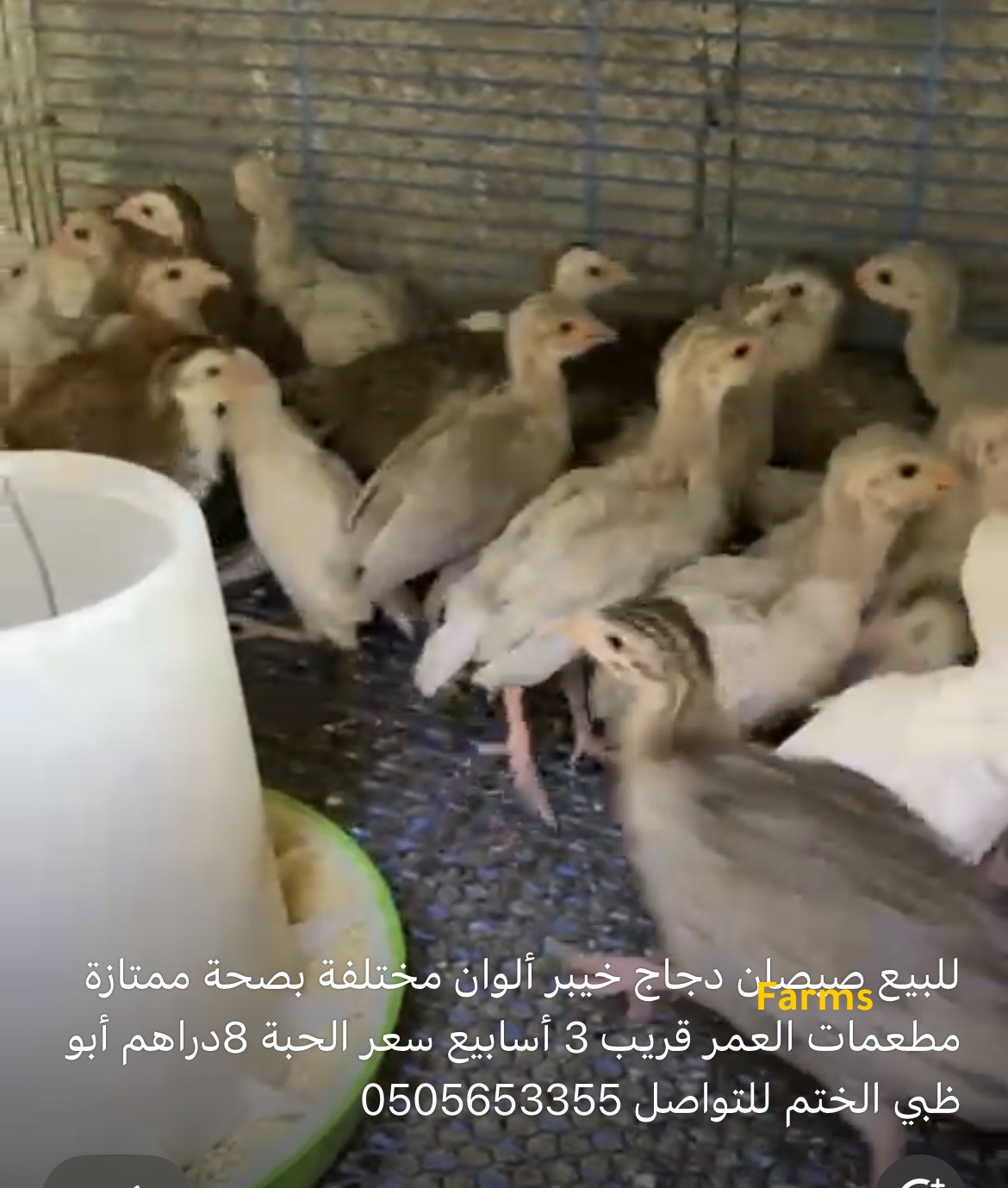 صيصان دجاج خيبر