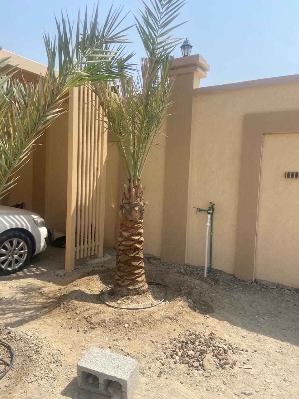 نخل 

النوع : شيشي 
العمر : غير معروف 
العدد : 2 


السعر : 700 درهم غير شامل التوصيل 

رسوم التوصيل: على حسب المنطقة 

للتواصل واتس أب: 0565887998