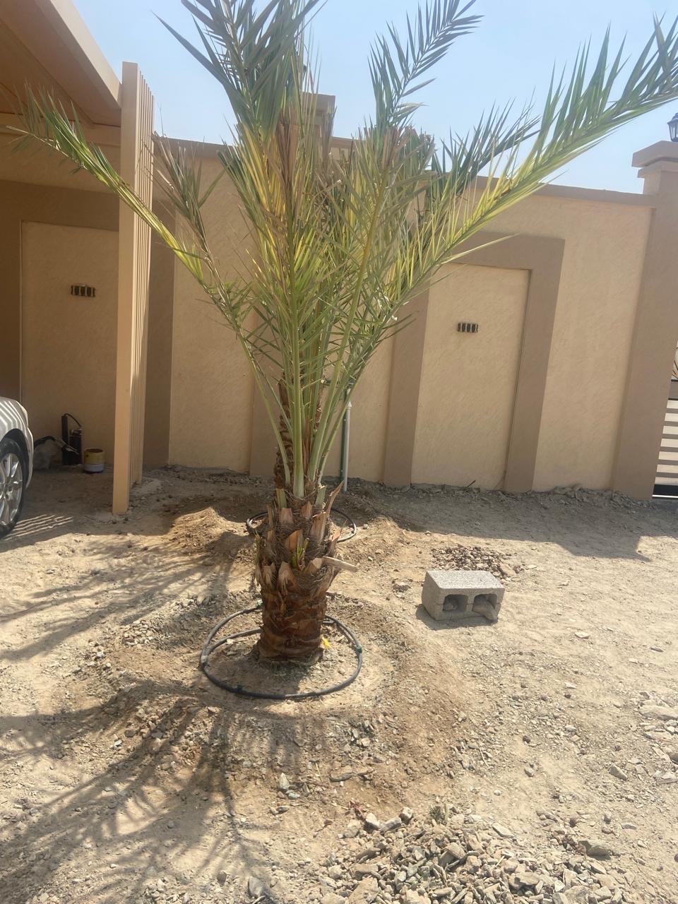 نخل 

النوع : شيشي 
العمر : غير معروف 
العدد : 2 


السعر : 700 درهم غير شامل التوصيل 

رسوم التوصيل: على حسب المنطقة 

للتواصل واتس أب: 0565887998