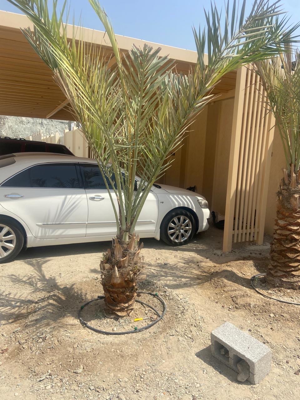 نخل 

النوع : شيشي 
العمر : غير معروف 
العدد : 2 


السعر : 700 درهم غير شامل التوصيل 

رسوم التوصيل: على حسب المنطقة 

للتواصل واتس أب: 0565887998